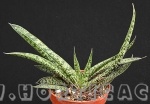 Gasteria liliputana maior