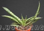 Gasteria liliputana maior