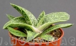 Gasteria little warty