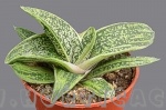 Gasteria little warty