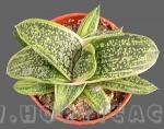 Gasteria little warty