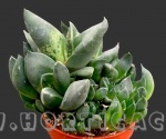 Gasteria pseudonigricans