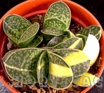 Gasteria sp. variegata