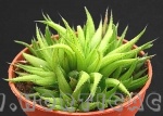 haworthia angustifolia