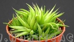 haworthia angustifolia