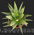 haworthia attenuata