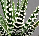 Haworthia fasciata big-band