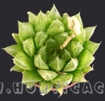 Haworthia Cooperi