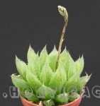 Haworthia Cooperi