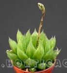 Haworthia Cooperi