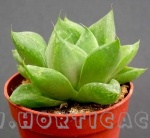 Haworthia cymbiformis