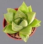 Haworthia cymbiformis