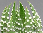 Haworthia fasciata hibrida