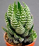 Haworthia fasciata hibrida