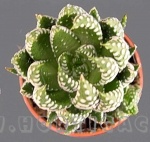 Haworthia fasciata hibrida