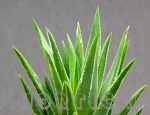 Haworthia glauca