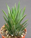 Haworthia glauca