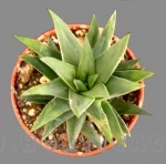 Haworthia glauca