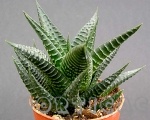 Haworthia limifolia