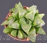 Haworthia retusa