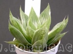 Haworthia retusa acuminata variegata