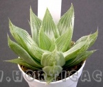 Haworthia retusa acuminata variegata