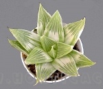 Haworthia retusa acuminata variegata