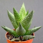 Haworthia sp.