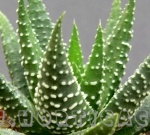 Haworthia fasciata v