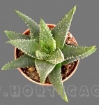 Haworthia fasciata v