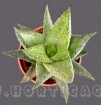 Haworthia sp.