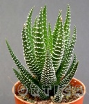 Haworthia super fasciata