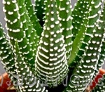 Haworthia super fasciata