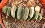 Haworthia truncata