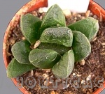 Haworthia x Mauganii