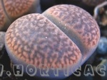 lithops hookeri