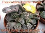 titanopsis calcarea con fiore