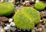 lithops lesliei albinica