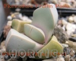 Lapidaria margaretae fioritura