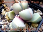 Lapidaria margaretae fioritura