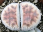 Lithops karasmontana lateritia