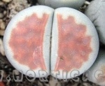 Lithops karasmontana lateritia