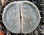 lithops lesliei