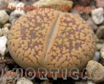 lithops aucampiae