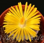 Lithops bromfieldii, le pietre viventi