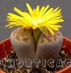 Lithops bromfieldii, le pietre viventi