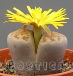 Lithops bromfieldii, le pietre viventi