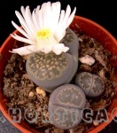 lithops salicola