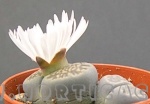 lithops salicola