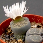 lithops salicola